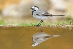 Foto di Ballerina bianca (Motacilla alba)