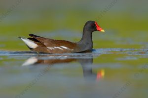 Foto di Gallinella d'acqua (Gallinula chloropus) Description