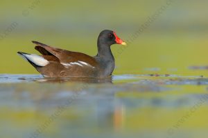 Foto di Gallinella d'acqua (Gallinula chloropus) Description