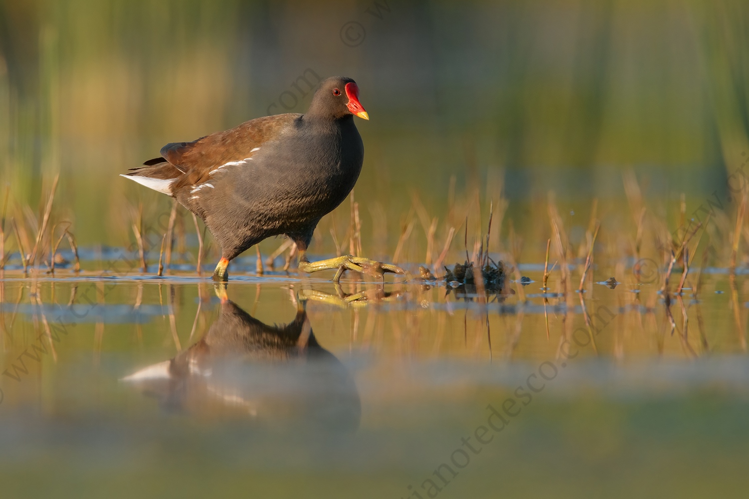 Foto di  Gallinella d'acqua (Gallinula chloropus) Description