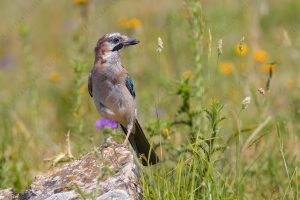 Photos of Eurasian Jay (Garrulus glandarius)