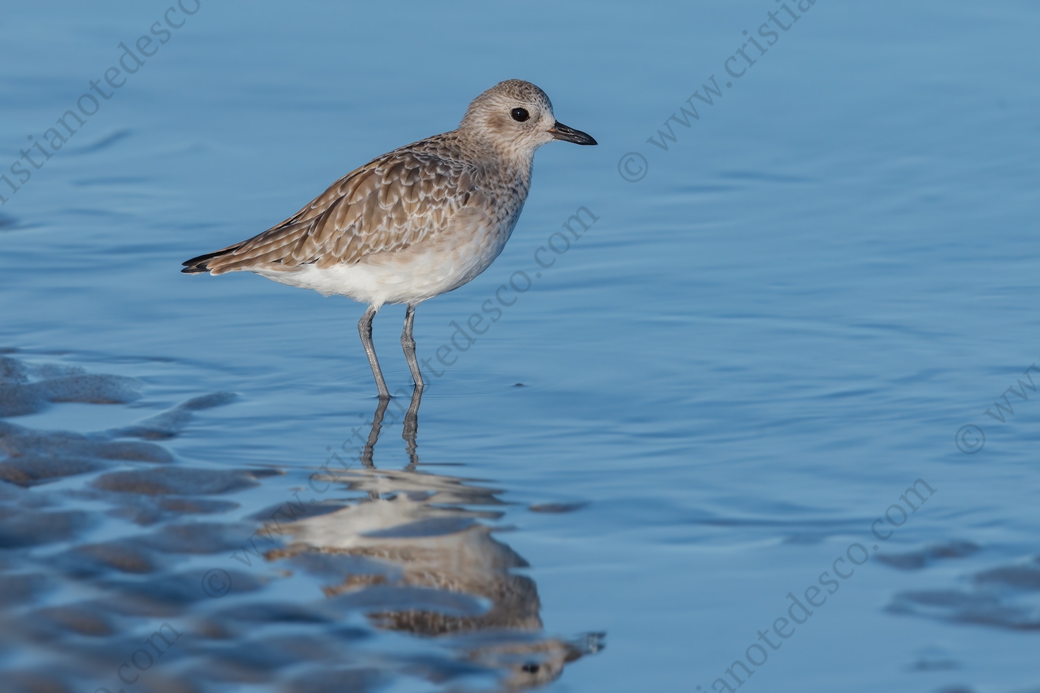 Foto di Pivieressa (Pluvialis squatarola)