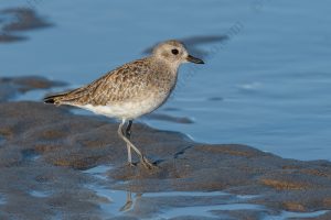 Foto di Pivieressa (Pluvialis squatarola)