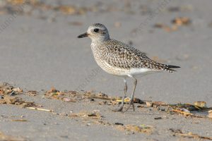 Foto di Pivieressa (Pluvialis squatarola)