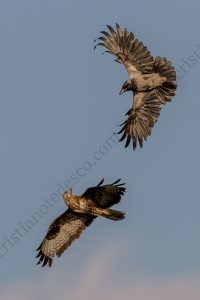 Foto di Cornacchia grigia (Corvus cornix)