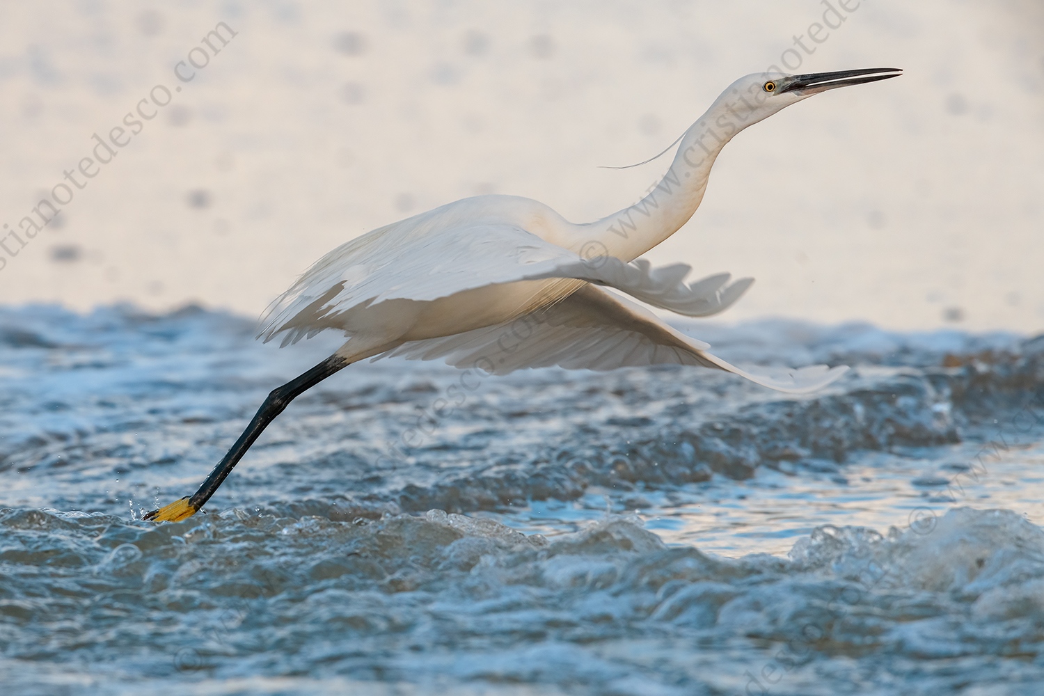 Foto di Garzetta (Egretta garzetta)