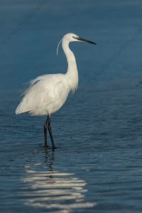 Photos of Little Egret (Egret garzetta)