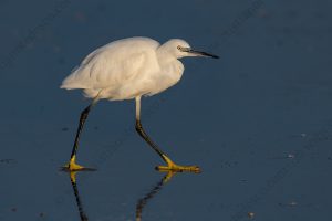 Photos of Little Egret (Egret garzetta)