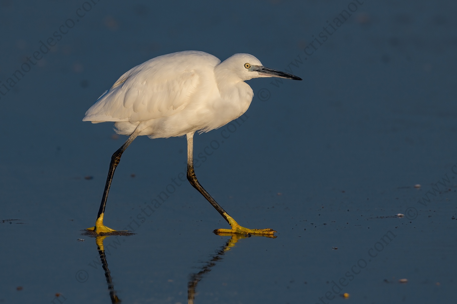 Foto di Garzetta (Egretta garzetta)