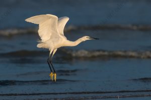 Foto di Garzetta (Egretta garzetta)