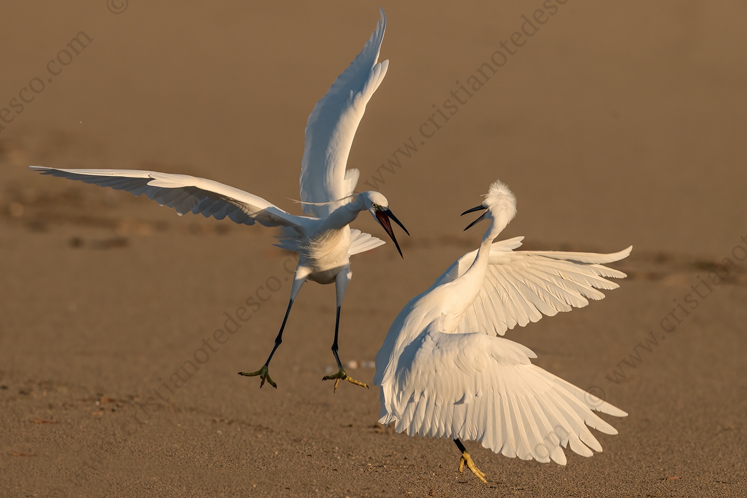 Foto di Garzetta (Egretta garzetta)