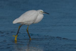 Photos of Little Egret (Egret garzetta)