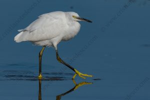 Photos of Little Egret (Egret garzetta)