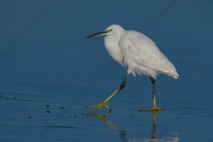 Photos of Little Egret (Egret garzetta)