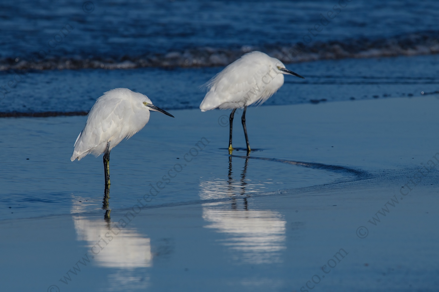 Foto di Garzetta (Egretta garzetta)