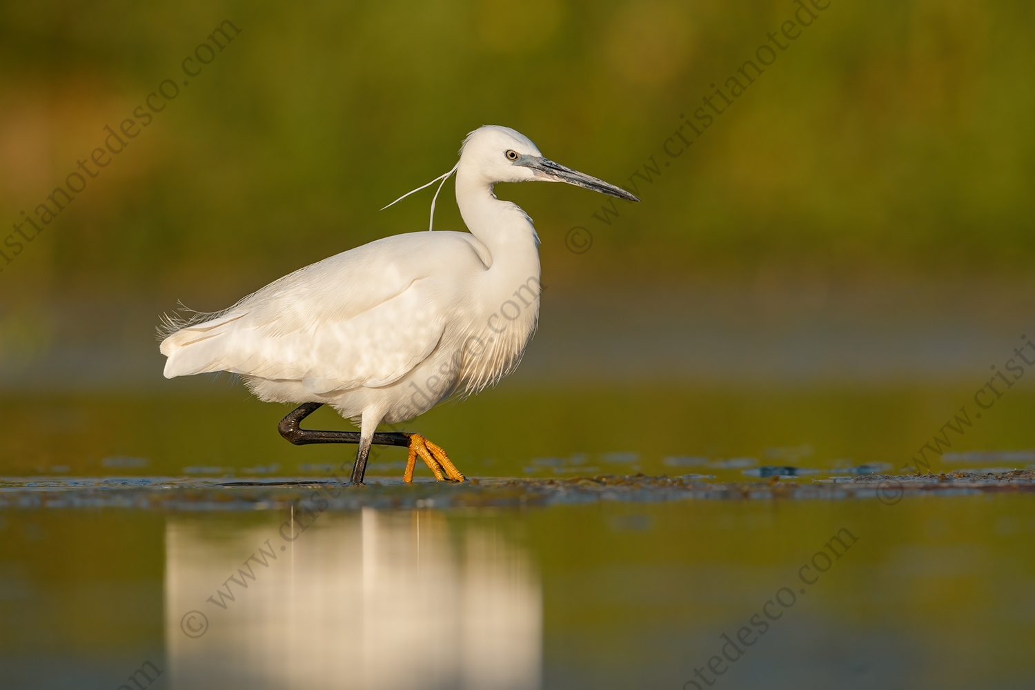 Foto di Garzetta (Egretta garzetta)