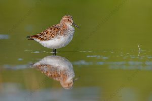 Foto di Gambecchio comune (Calidris minuta)