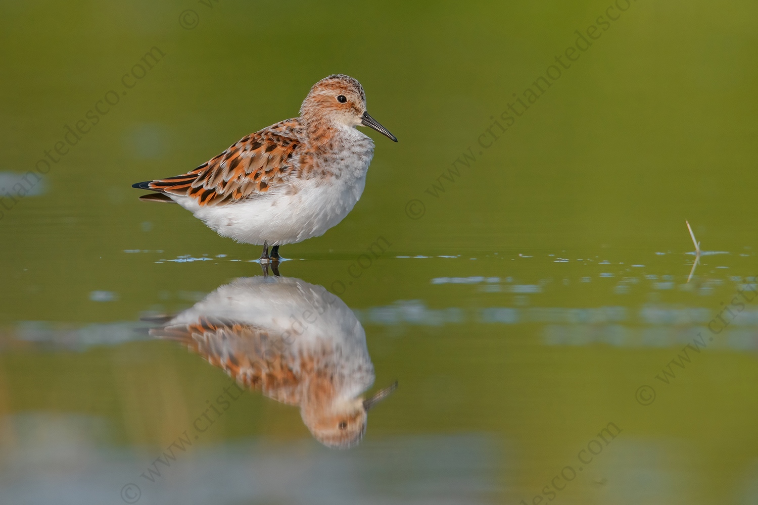 Photos of Little Stint (Calidris minuta)