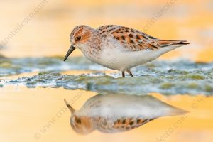 Foto di Gambecchio comune (Calidris minuta)