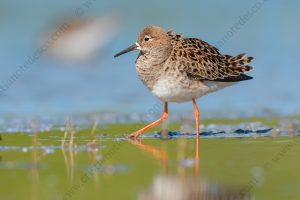 Foto di Combattente (Calidris pugnax)