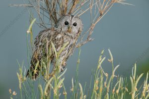 Foto di Allocco (Strix aluco)