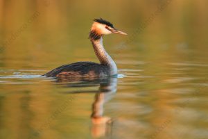 Foto di Svasso maggiore (Podiceps cristatus)