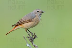 Foto di Codirosso comune (Phoenicurus phonenicurus)