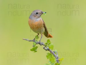 Photos of Common Redstart (Phoenicurus phoenicurus)