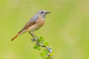 Foto di Codirosso comune (Phoenicurus phonenicurus)