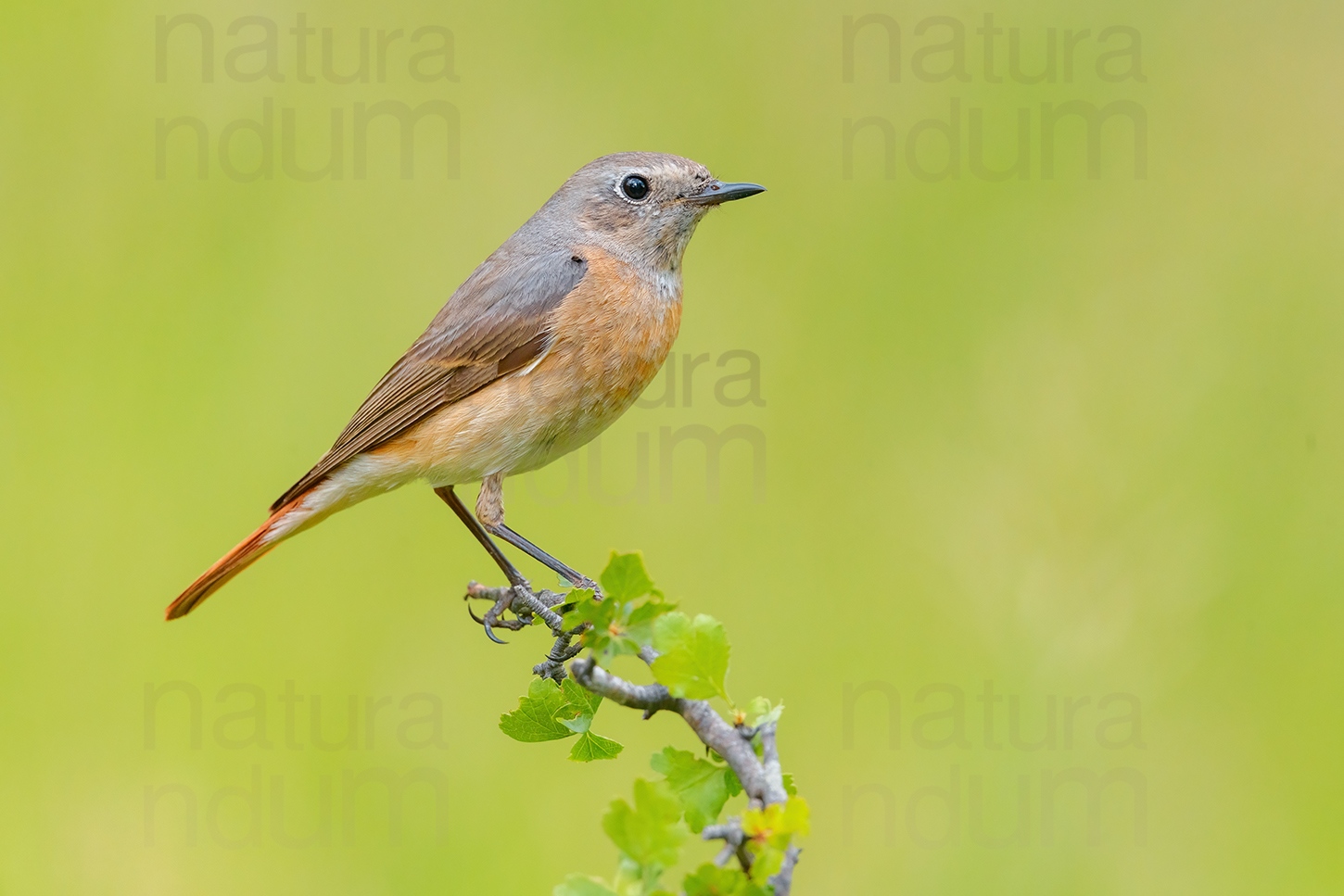 Photos of Common Redstart (Phoenicurus phoenicurus)