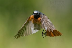 Foto di Codirosso comune (Phoenicurus phonenicurus)