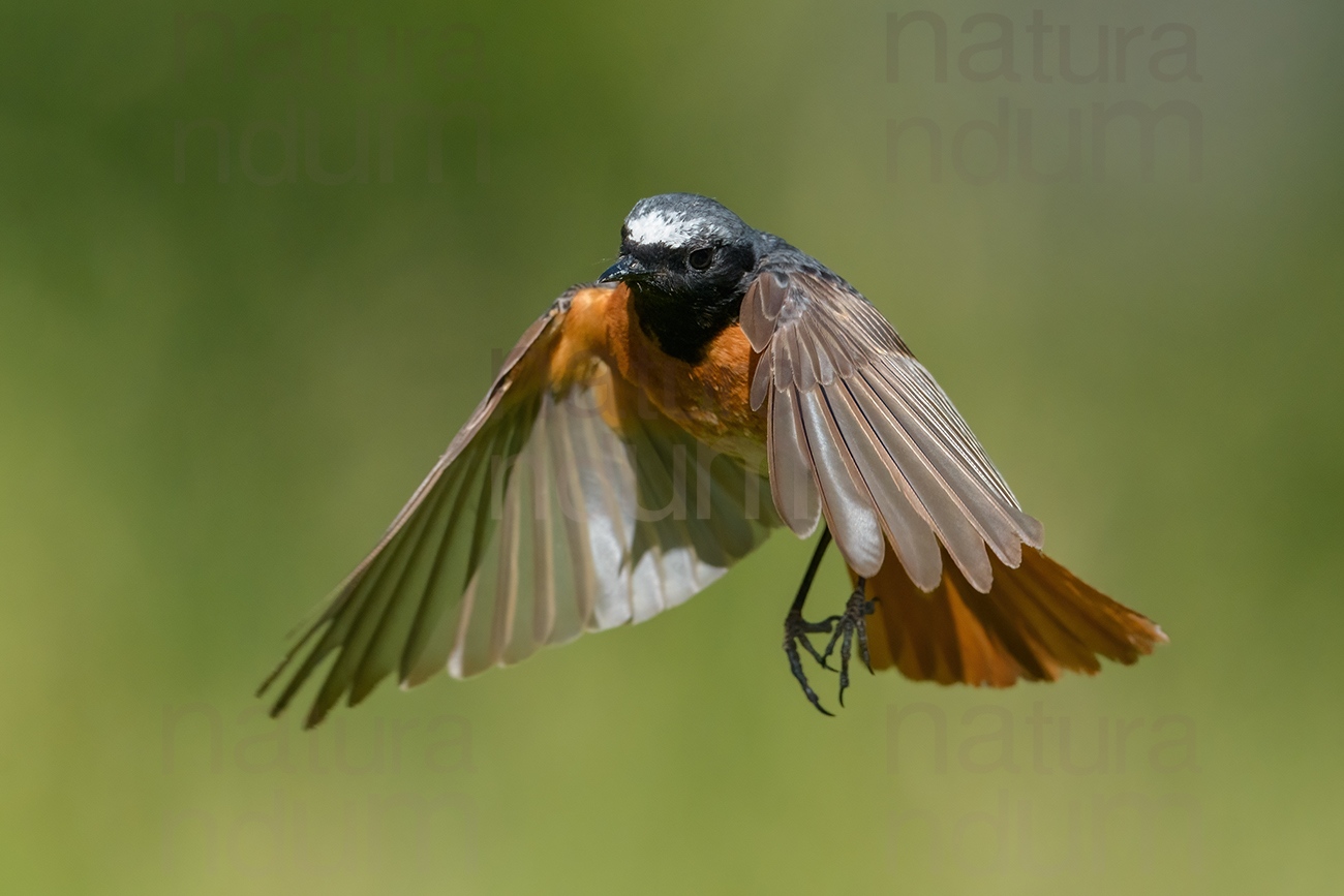 Photos of Common Redstart (Phoenicurus phoenicurus)