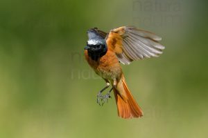 Photos of Common Redstart (Phoenicurus phoenicurus)