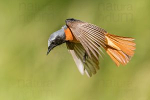 Foto di Codirosso comune (Phoenicurus phonenicurus)