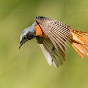 Photos of Common Redstart (Phoenicurus phoenicurus)