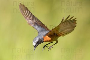 Foto di Codirosso comune (Phoenicurus phonenicurus)