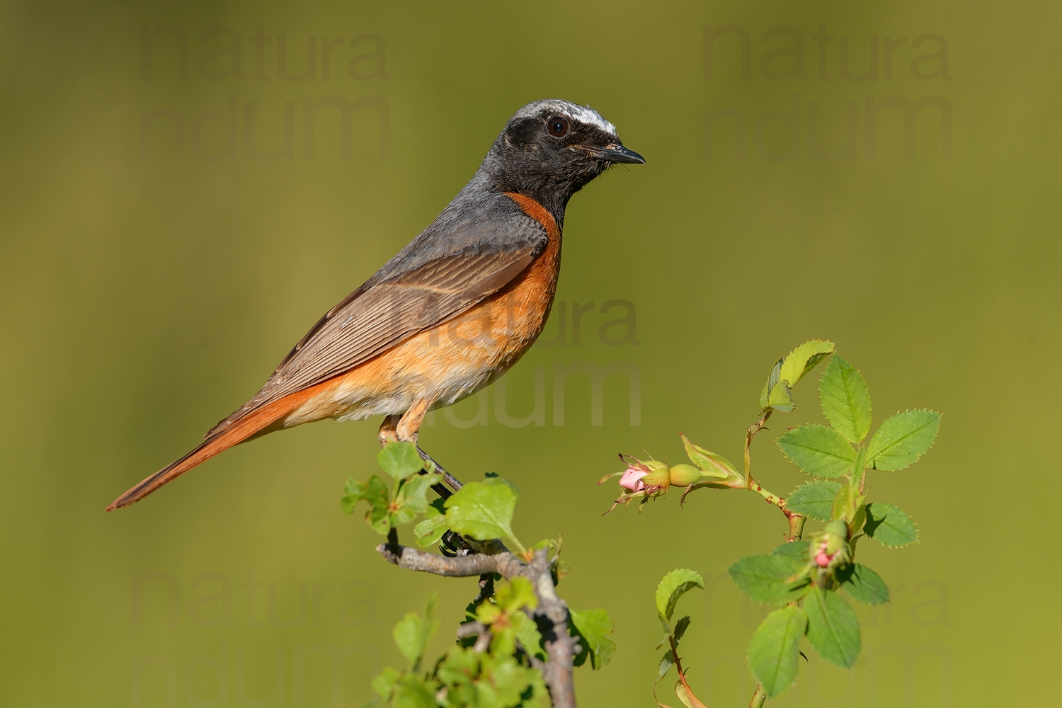 Photos of Common Redstart (Phoenicurus phoenicurus)