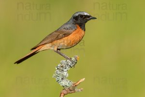 Foto di Codirosso comune (Phoenicurus phonenicurus)