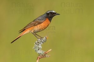 Foto di Codirosso comune (Phoenicurus phonenicurus)