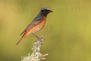 Foto di Codirosso comune (Phoenicurus phonenicurus)