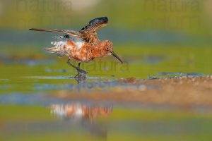 Foto di Piovanello comune (Calidris ferruginea)