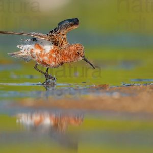 Foto di Piovanello comune (Calidris ferruginea)