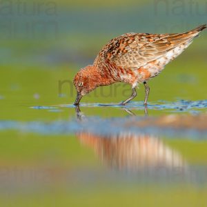 Foto di Piovanello comune (Calidris ferruginea)