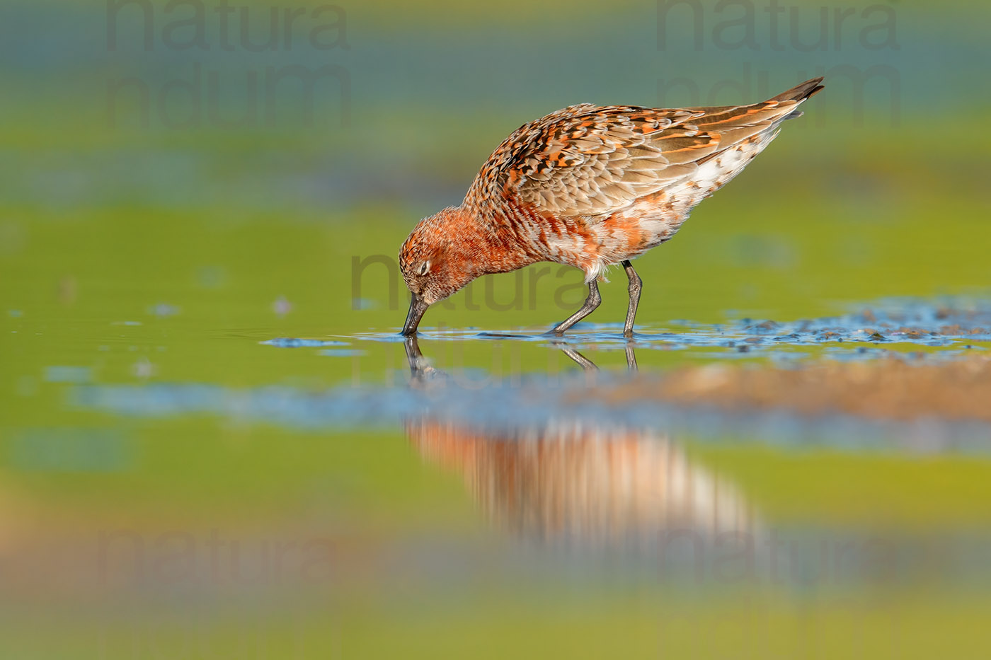 Photos of Curlew Sandpiper (Calidris ferruginea)