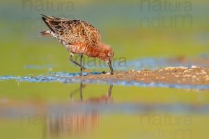 Foto di Piovanello comune (Calidris ferruginea)