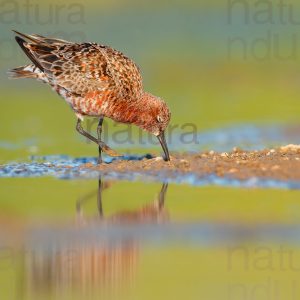 Photos of Curlew Sandpiper (Calidris ferruginea)