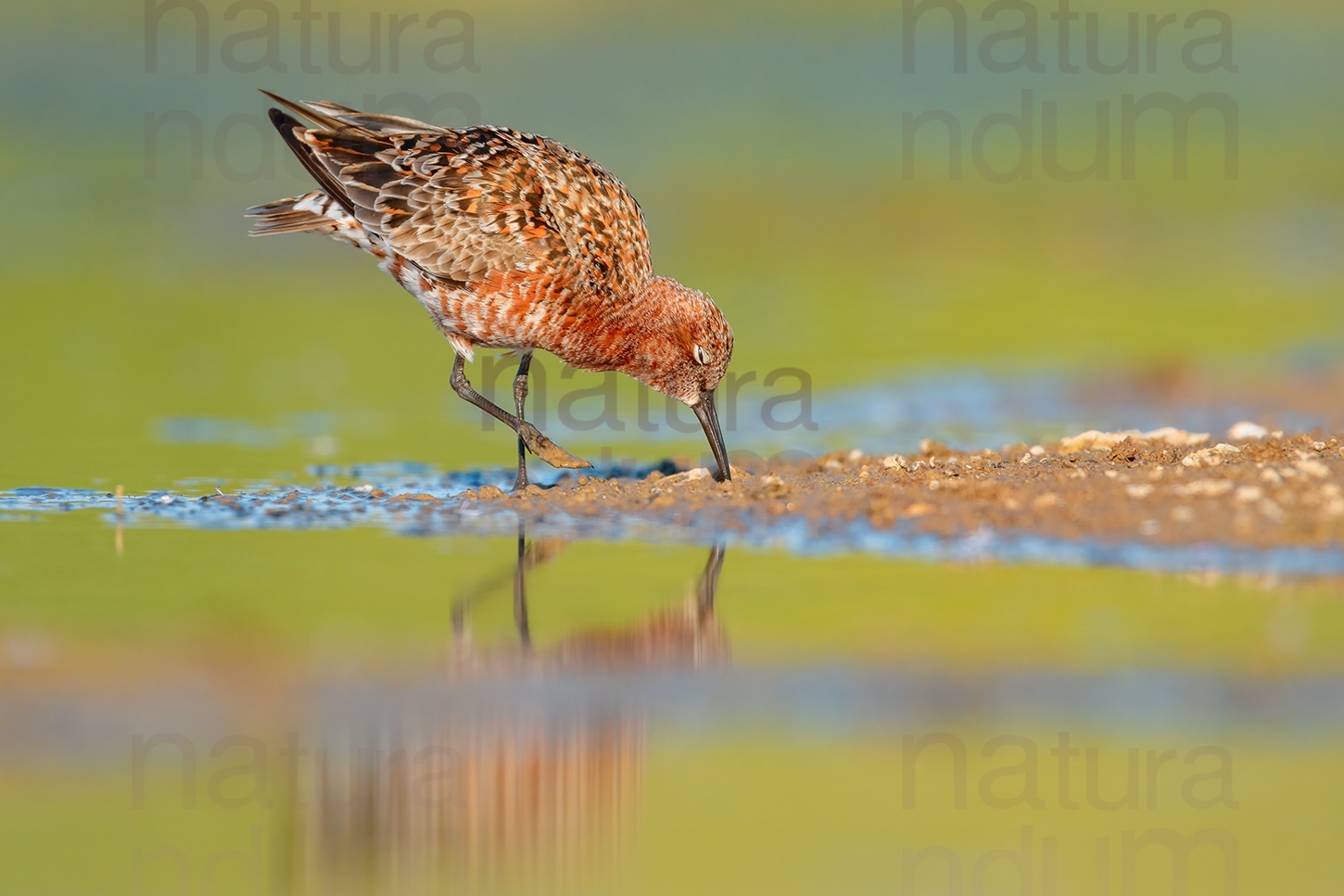 Foto di Piovanello comune (Calidris ferruginea)