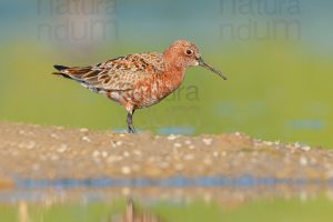 Photos of Curlew Sandpiper (Calidris ferruginea)