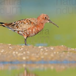 Foto di Piovanello comune (Calidris ferruginea)