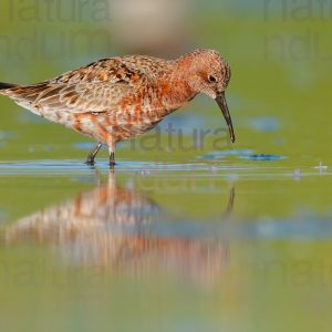 Foto di Piovanello comune (Calidris ferruginea)